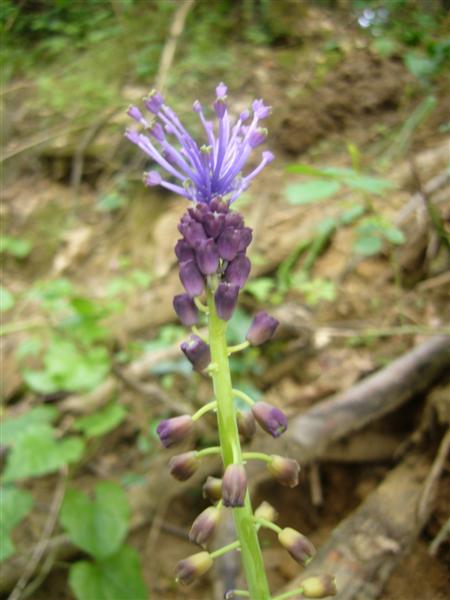 Fiori da identificare
